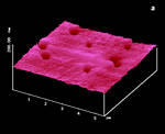 AFM Image