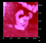 AFM Image