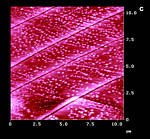 AFM Image