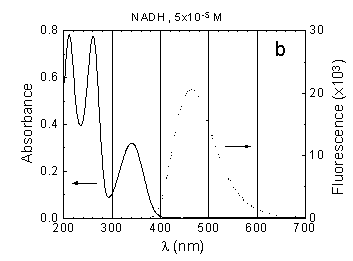 fig1b.gif (4387 bytes)