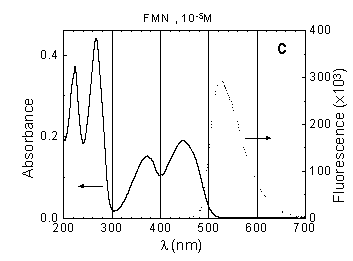 fig1c.gif (4455 bytes)