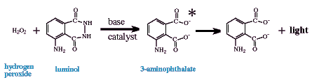 Luminol -----> 3-APA + Light