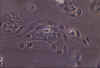 a02120x copy.jpg (44728 bytes)