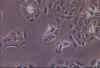 a02br0y copy.jpg (51850 bytes)