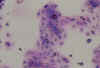 a03120x copy.jpg (88420 bytes)